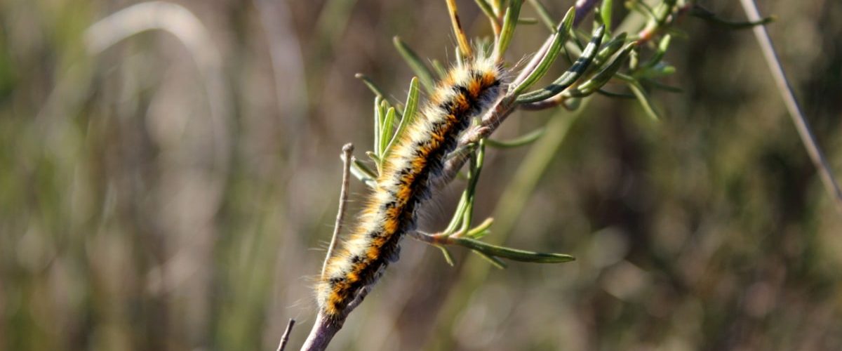 lagarta-pinheiro-perigosa