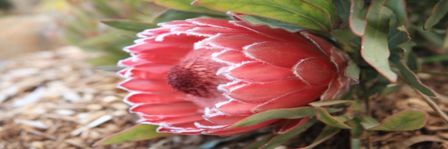 proteas